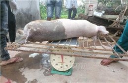 Lạng Sơn vẫn chưa kiểm soát được dịch tả lợn châu Phi