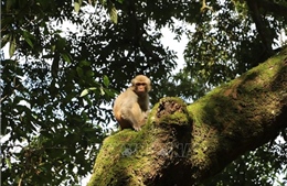 Thả một con khỉ vàng quý hiếm về môi trường tự nhiên