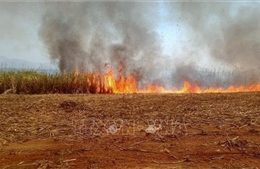 Cháy ruộng mía ở Kon Tum, thiệt hại gần 6 ha