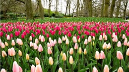 Vườn hoa tulip lớn nhất thế giới mở cửa đón khách