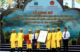 Quần thể 9 cây Sưa làng Hương Trà được công nhận Cây di sản Việt Nam