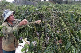 Gần 10.000 ha cây trồng tại thủ phủ cà phê của Lâm Đồng thiếu nước