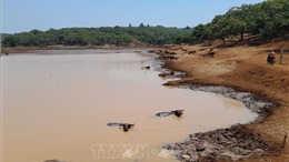 Mưa liên tục giúp người dân vùng biên Bình Phước có nước sinh hoạt, tưới tiêu