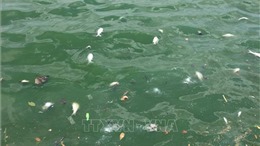Kiểm tra, xác định nguyên nhân cá chết bất thường tại hồ Tây, Đắk Nông