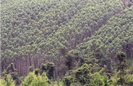 Thanh Hóa: Xử lý dứt điểm vi phạm tại các điểm thu mua nguyên liệu gỗ rừng trồng tự phát