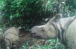 Loài tê giác đặc hữu của Java &#39;kêu cứu&#39;