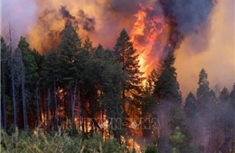 Trên 4.000 người phải sơ tán vì cháy rừng ở bang California