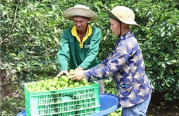 Liên kết trồng chanh không hạt xuất khẩu lãi hơn 400 triệu đồng/ha/năm