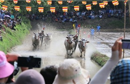 Hội đua bò Chùa Rô - nét văn hóa độc đáo của đồng bào Khmer