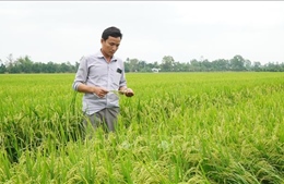 Đề án 1 triệu ha chuyên canh lúa chất lượng cao, phát thải thấp - Bài 1: Tín hiệu phấn khởi từ mô hình thí điểm