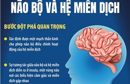 Hé lộ mối liên hệ kỳ diệu giữa não bộ và hệ miễn dịch