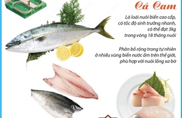 Việt Nam là nước đầu tiên nghiên cứu, sinh sản thành công giống cá cam