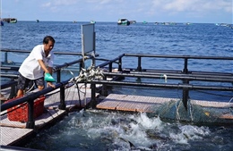Liên kết phát triển bền vững nghề nuôi biển