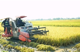 Gần 1.900 ha lúa không kết hạt, người dân Nghệ An đứng ngồi không yên