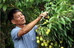 Cam kết hỗ trợ người dân, doanh nghiệp ký kết tiêu thụ vải lai chín sớm