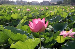 Hương sen đất Cố đô - Sức sống mới cho du lịch nông nghiệp Ninh Bình