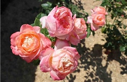 Coloma - Bản đồ hoa hồng giữa lòng nước Bỉ