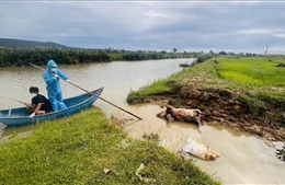 Giám sát, ngăn chặn lợn chết trôi sông gây nguy cơ dịch bệnh