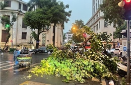Mưa dông lớn bất ngờ quật đổ nhiều cây xanh, xe máy trên đường phố Hà Nội