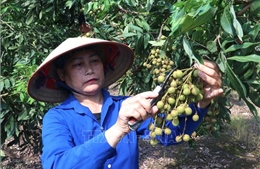 Chất lượng làm nên thương hiệu nhãn lồng Hưng Yên