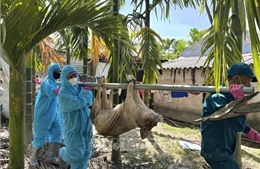 Người dân Quảng Ngãi phản ánh việc phải nộp phí đưa lợn nhiễm bệnh đi tiêu hủy