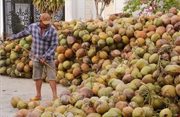 Xây dựng chuỗi giá trị cho trái dừa