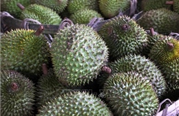 Siết chặt quản lý chất lượng sầu riêng xuất khẩu