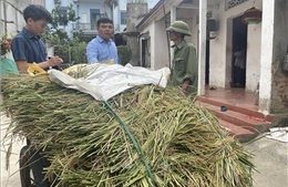 Hà Nội: Khẩn trương thu hoạch lúa &#39;xanh nhà hơn già đồng&#39;