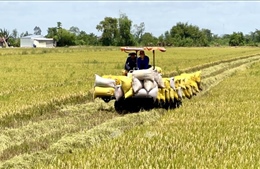 Giải pháp thúc đẩy sản xuất, xuất khẩu và ổn định thị trường gạo