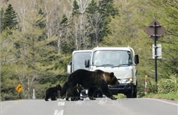 Chính phủ Nhật Bản vào cuộc để ngăn chặn tình trạng gấu tấn công người
