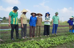 Khẩn trương khôi phục sản xuất nông nghiệp sau bão lũ