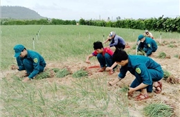 Hỗ trợ thu hoạch hành, bảo vệ diện tích lúa vừa gieo sạ trước bão
