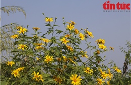 Vườn quốc gia Ba Vì thu hút du khách ngắm hoa dã quỳ nở rộ