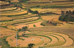 Du lịch Việt Nam bứt phá &#39;mùa vàng&#39; cuối năm