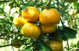 Lợi ích không ngờ của phần xơ trắng trong quả quýt