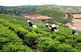 Có 4 kỷ lục trong Lễ hội Trà quốc tế lần đầu tiên tổ chức tại Việt Nam