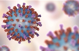 Đức lần đầu phát hiện virus bại liệt hoang dã sau hơn 30 năm