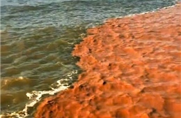 Hiện tượng hai màu nước kỳ lạ xuất hiện trên vùng biển Cà Mau