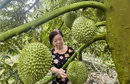 Thí điểm truy xuất nguồn gốc trái sầu riêng