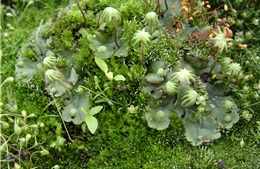 Khám phá loại gene cổ đại giúp thực vật sinh trưởng, thích nghi và tồn tại