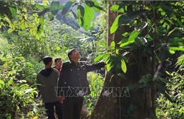 Chuyển đổi quản lý, bảo vệ rừng - Bài cuối: Điểm tựa xanh của đô thị sinh thái