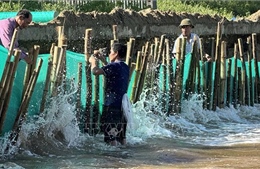 Thanh Hóa công bố tình huống khẩn cấp sạt lở kè biển xã Hoằng Thanh