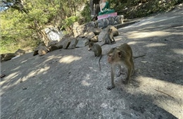 Người dân kiến nghị khoanh vùng sinh sống phù hợp cho khỉ hoang