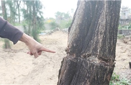 Xác minh vụ rừng dương hàng chục năm tuổi bị hủy hoại