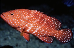 Bốn người trong một gia đình ngộ độc Ciguatoxin sau khi ăn cá biển