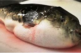 Khẩn trương xác minh vụ nghi ngộ độc do ăn cá nóc tại Quảng Ninh