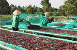 Cà phê thiết lập nền giá mới