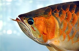 13 người nghi bị ngộ độc thực phẩm sau khi ăn trứng cá Rồng