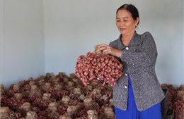 Bảo đảm nguồn hàng dồi dào phục vụ thị trường Tết