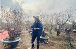 Giữ sắc đào cho mùa xuân Hà Nội